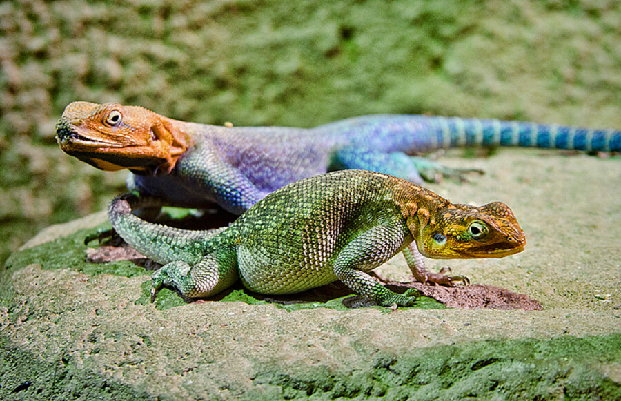 Zoo Praha