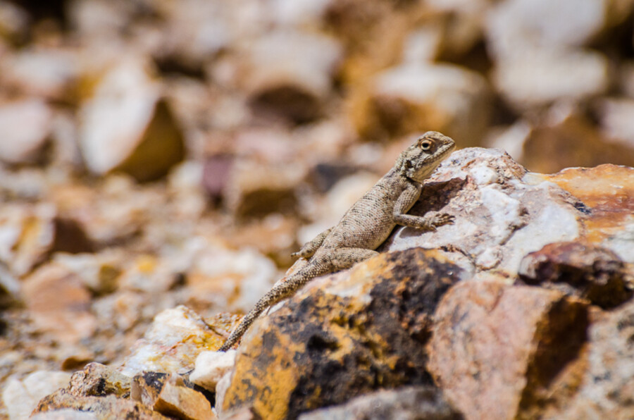 Maroko_2015_07-den_Ksar-Timnay-Midelt_98