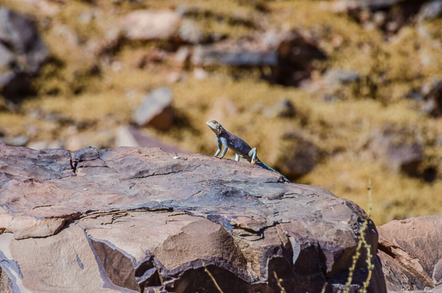 Maroko_2015_13-den_Ramlia-Zagora_88