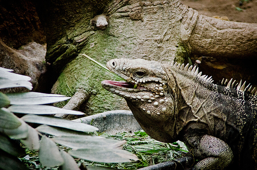 Zoo Praha