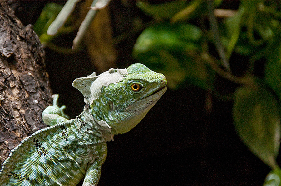 Zoo Dvůr Králové nad Labem