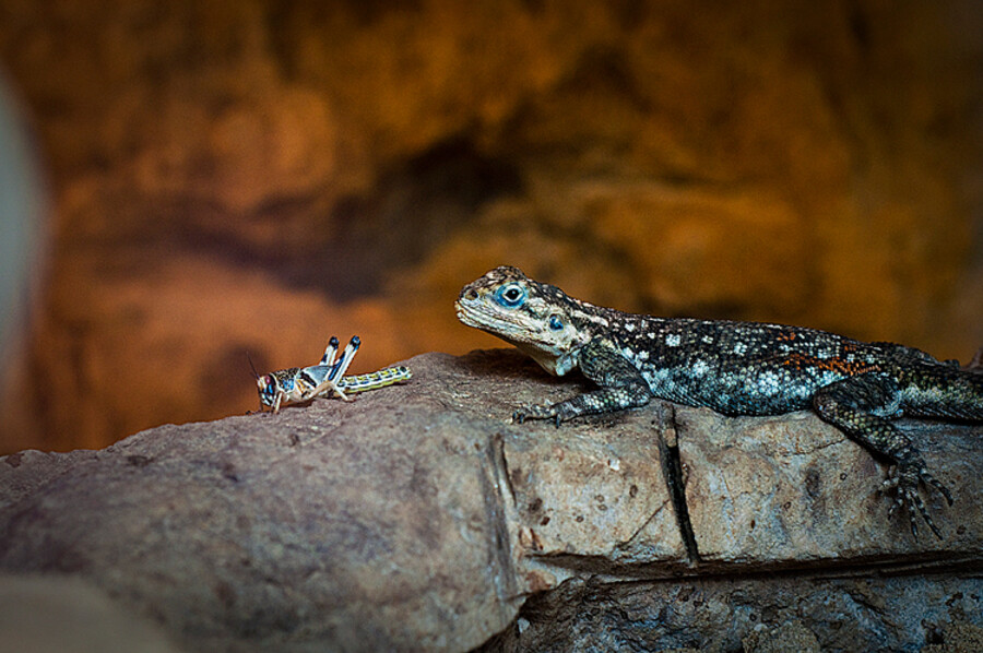 Zoo Praha