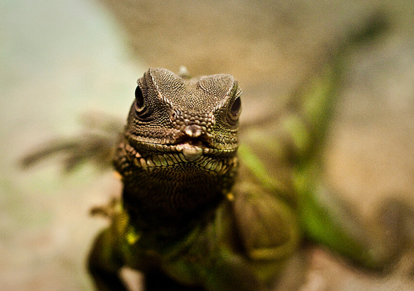 Zoo Praha
