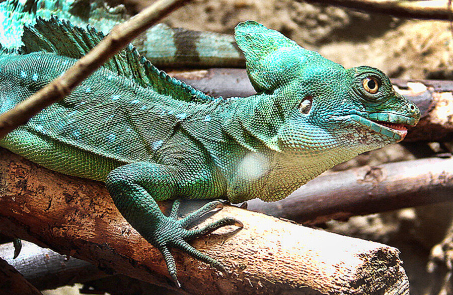 Zoo Praha