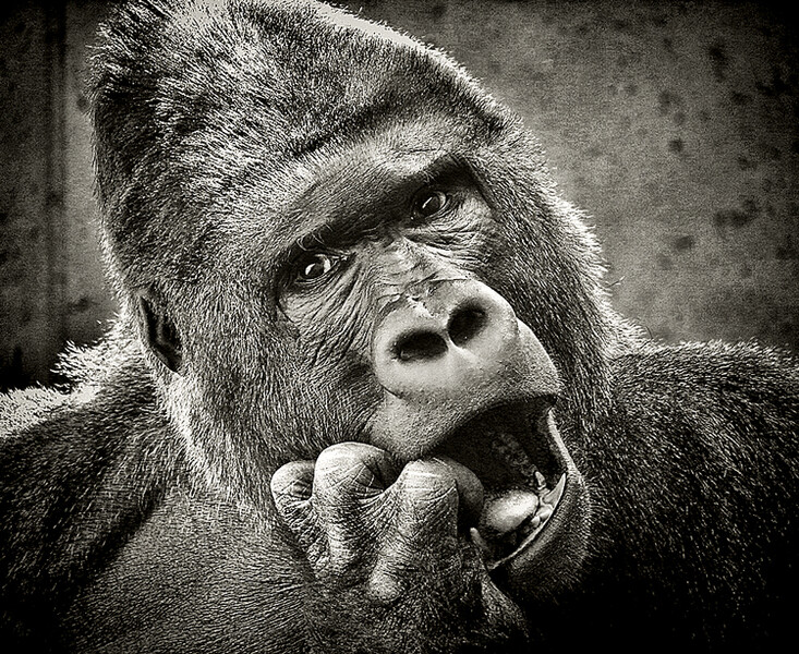 goril2bw
