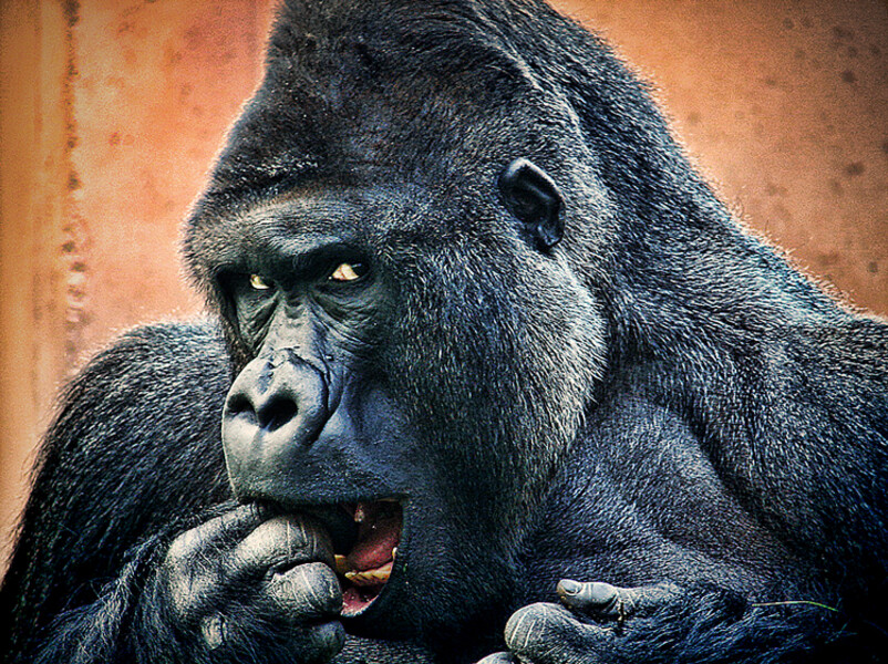 zoo-137ape