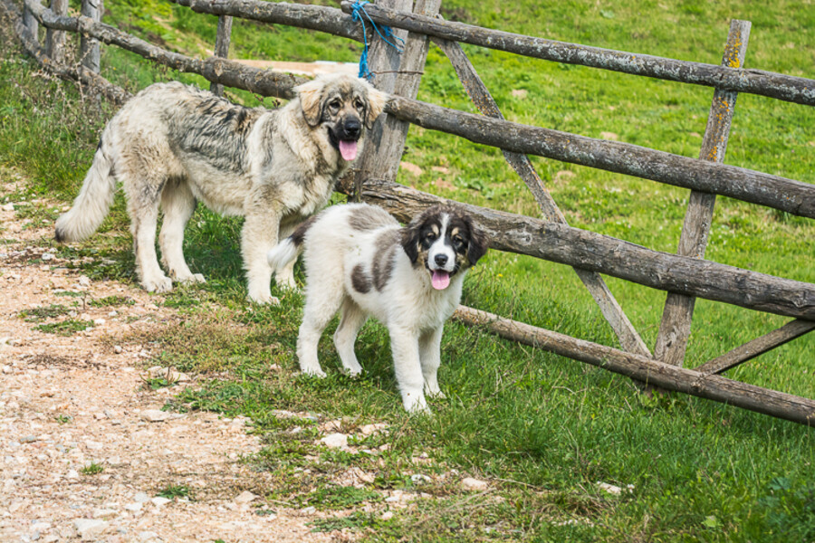 Bosna a Hercegovina