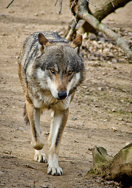 ZOO Praha