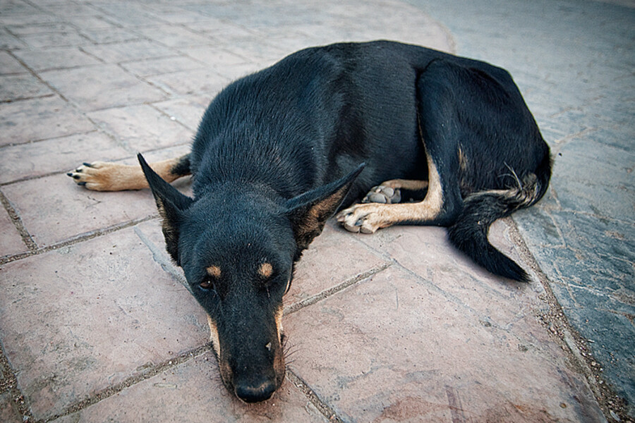 Dahab