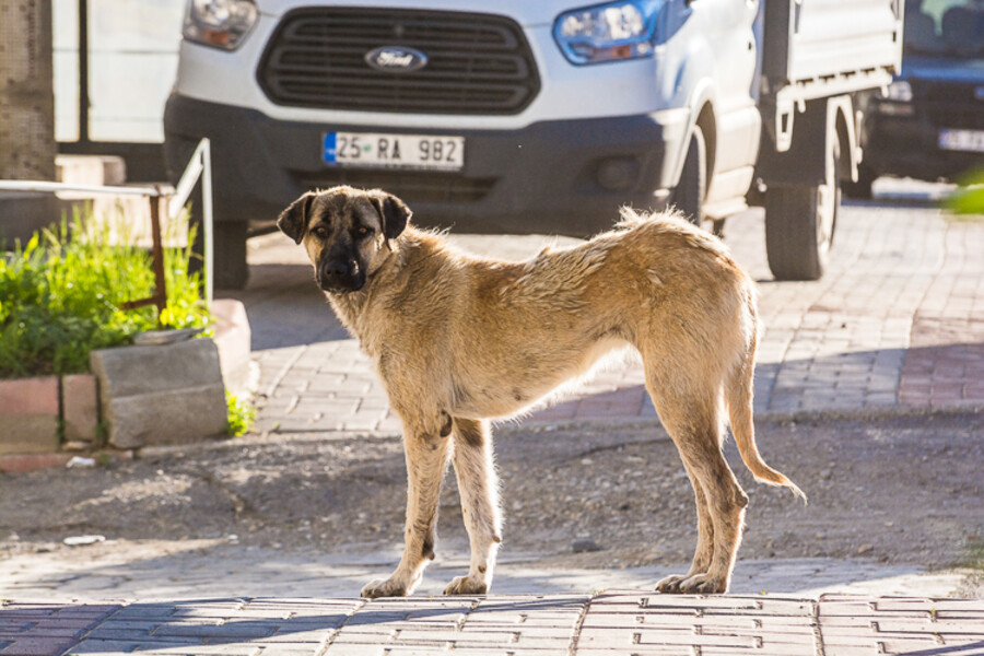 turecko-roadtrip-turkey-2017_098