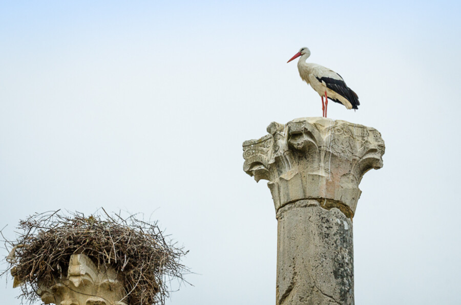 Volubilis