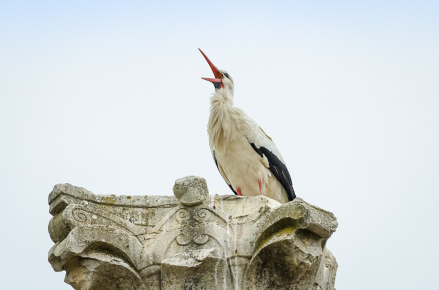 Volubilis