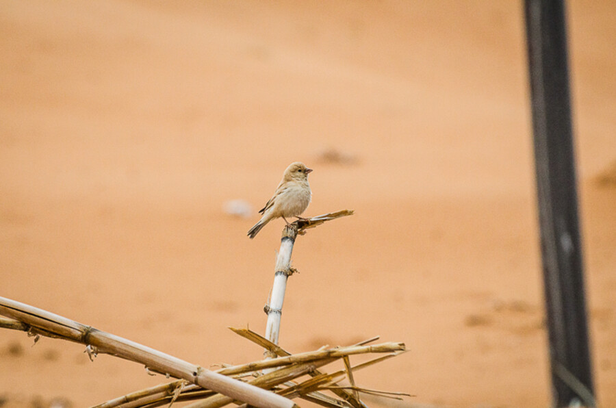 Erg Chebbi