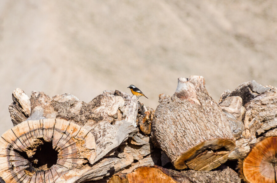 Maroko_2015_26-den_Ouzoud-Zaouia-Ahansal_416