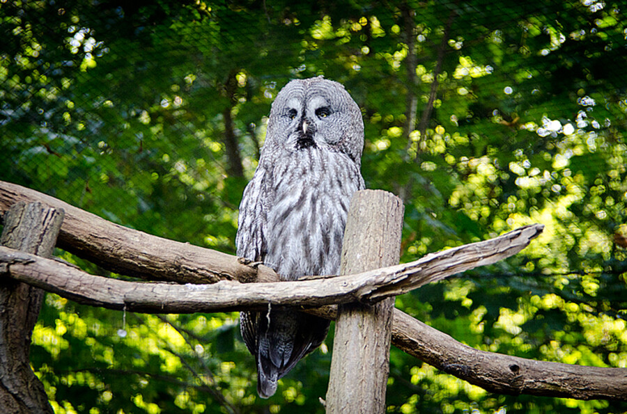 ZOO Praha