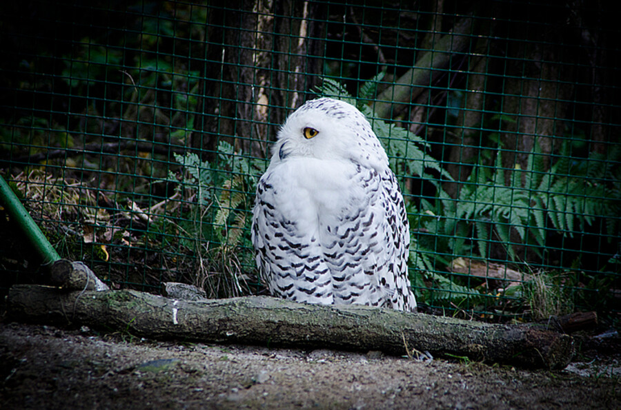ZOO Praha