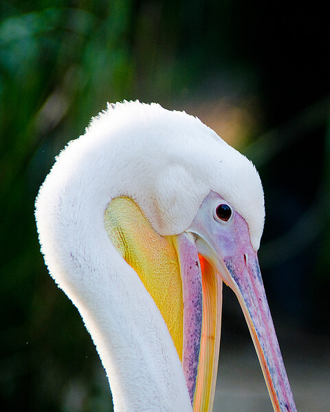 ZOO Praha