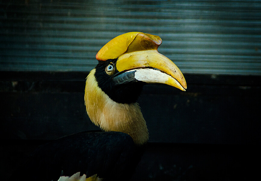 ZOO Praha