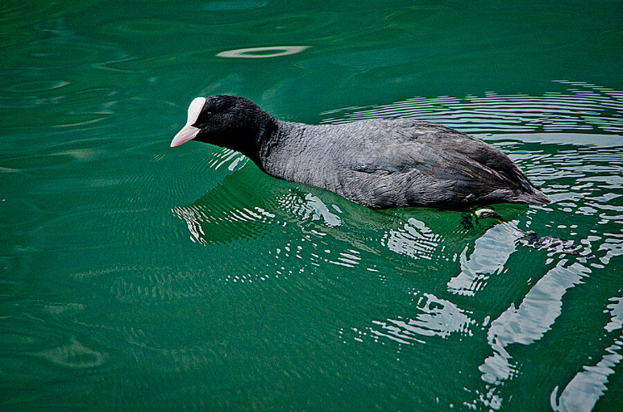 Riva del Garda