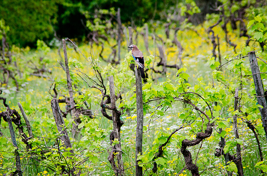 Radda in Chianti