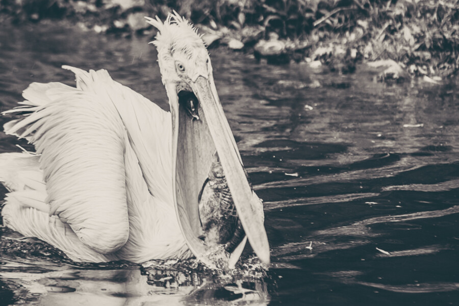 Zoo Praha