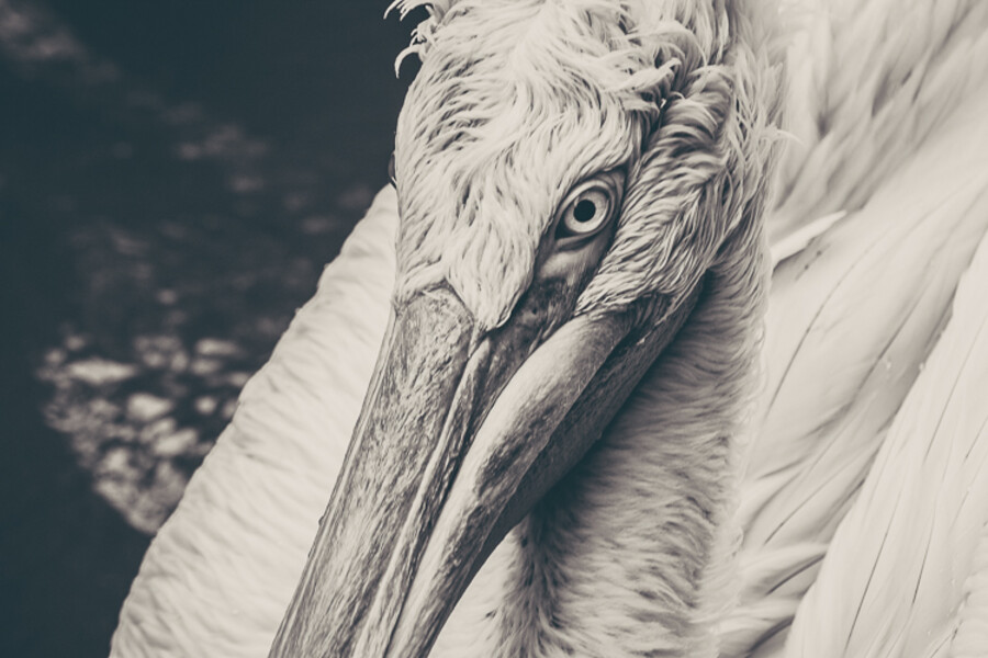 Zoo Praha