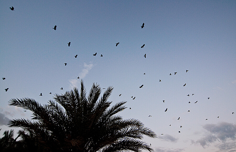 Dahab