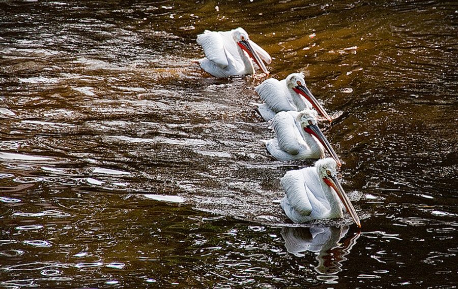 Zoo Praha