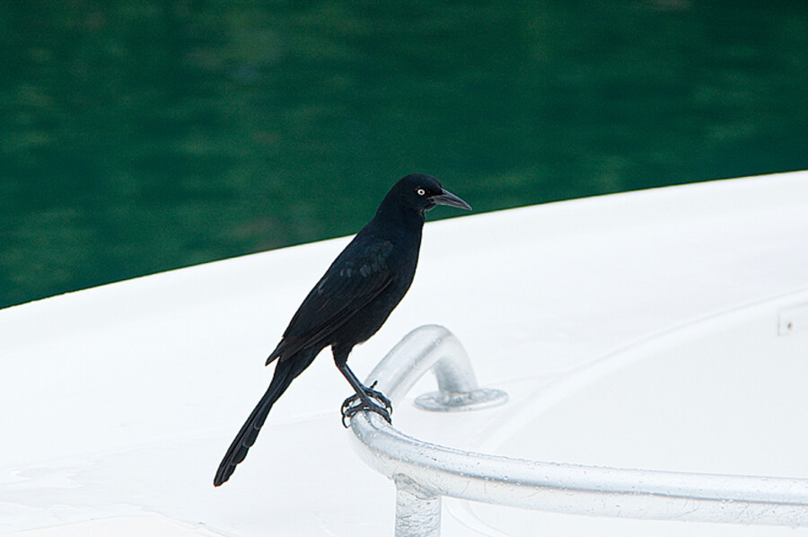 Puerto Aventuras