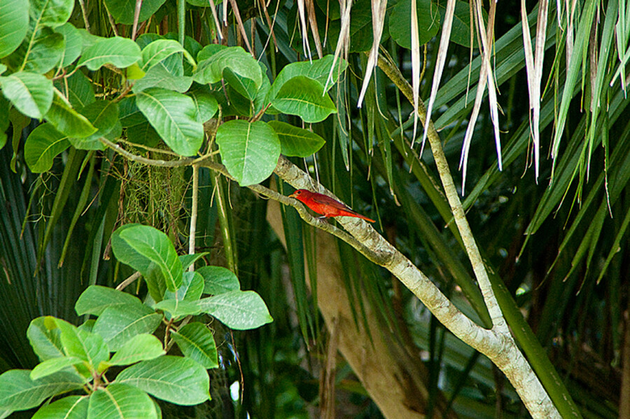 Chacchoben