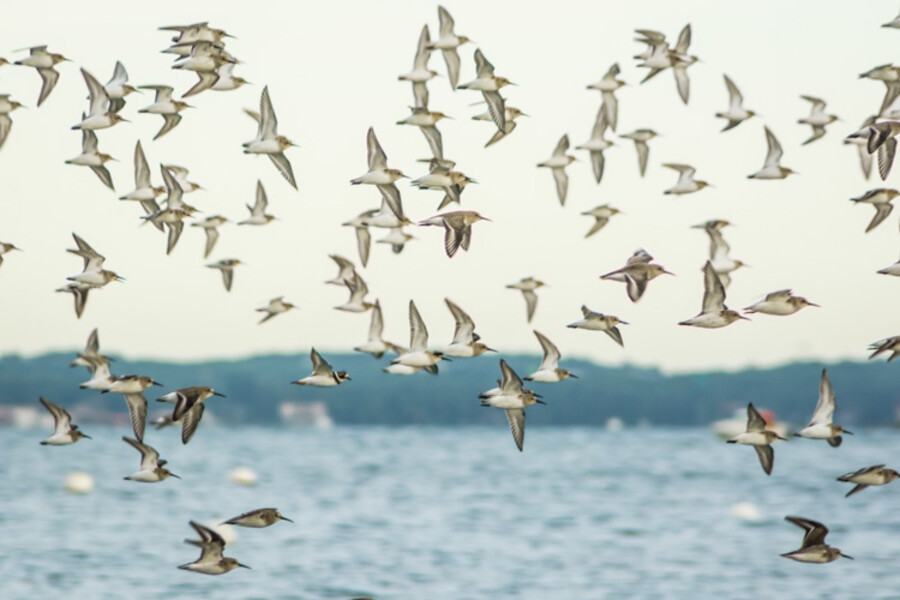 Arcachon