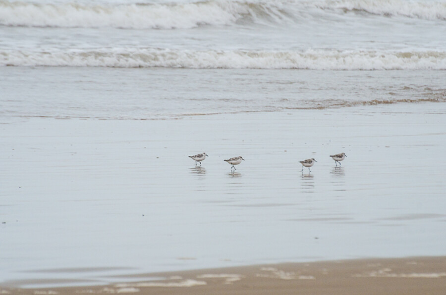 Plage Blanche