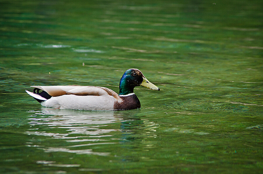 Grüner See