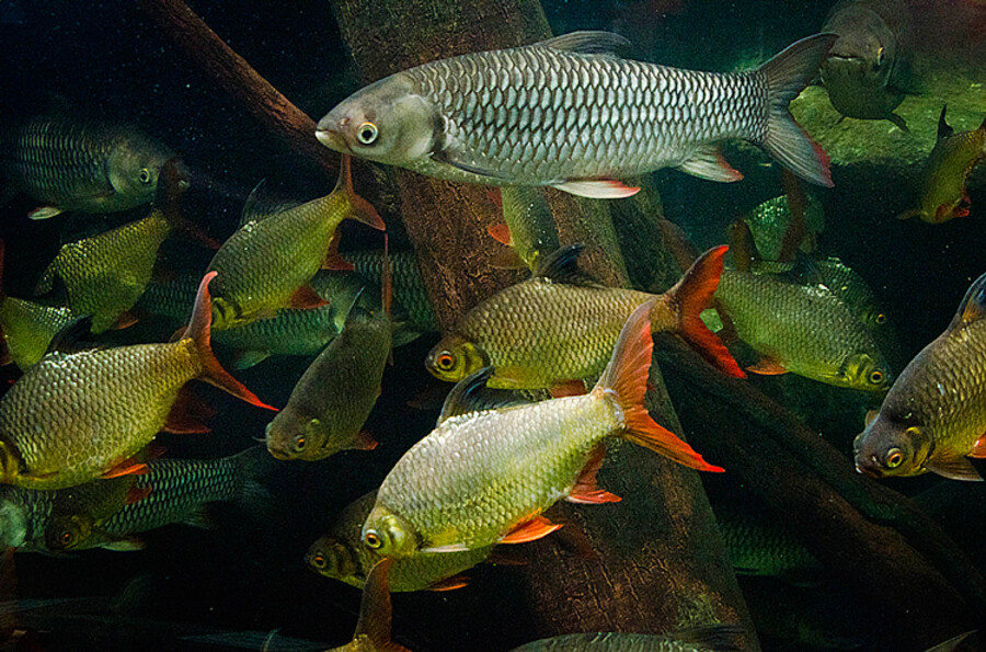 Zoo Praha