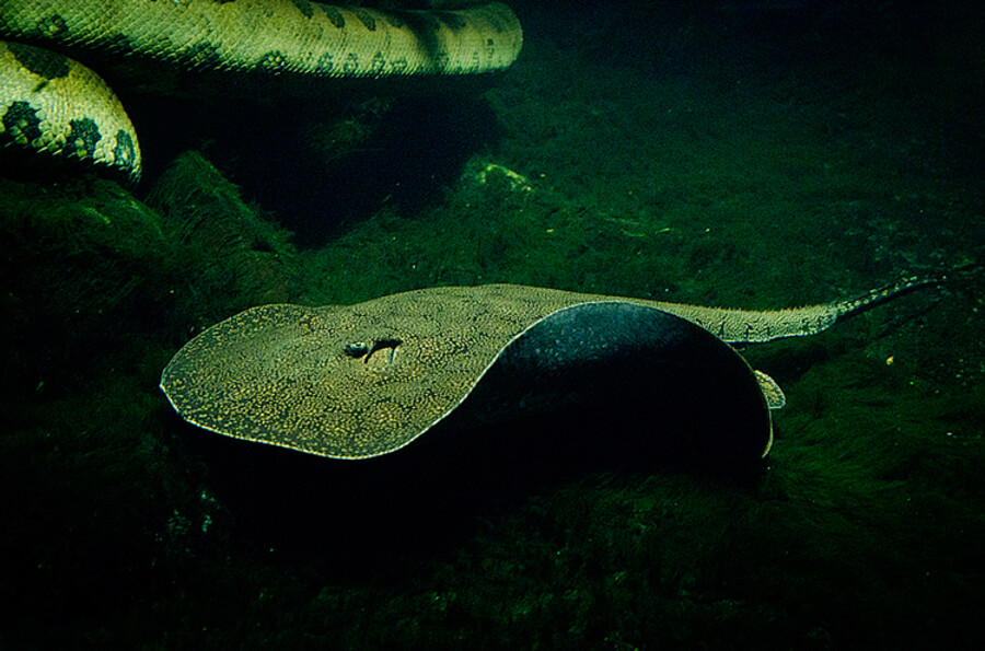 Zoo Praha