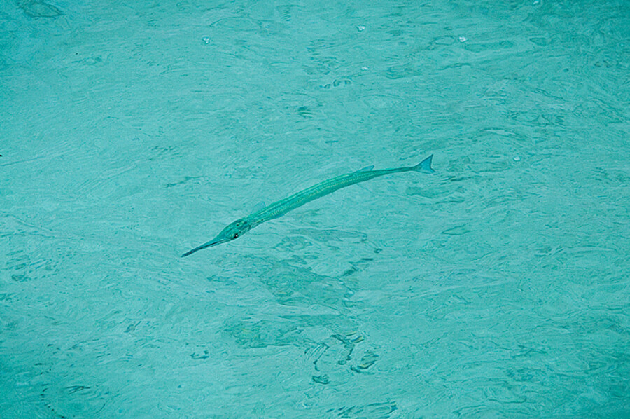 Mahahual