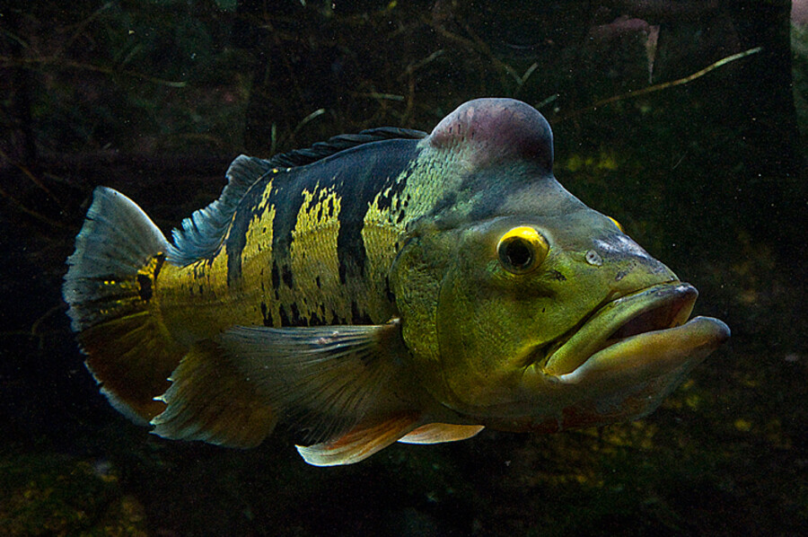 Zoo Praha