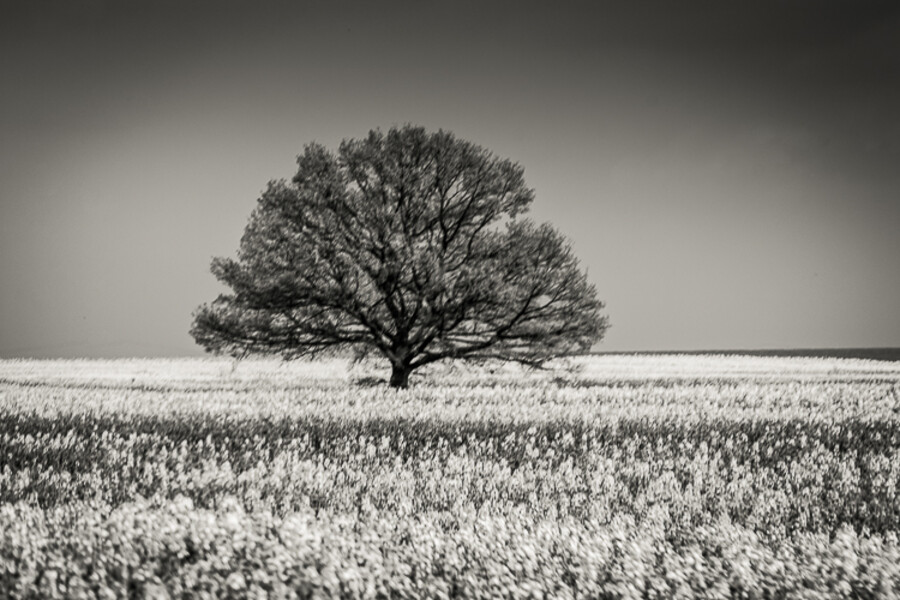 MNO_0621