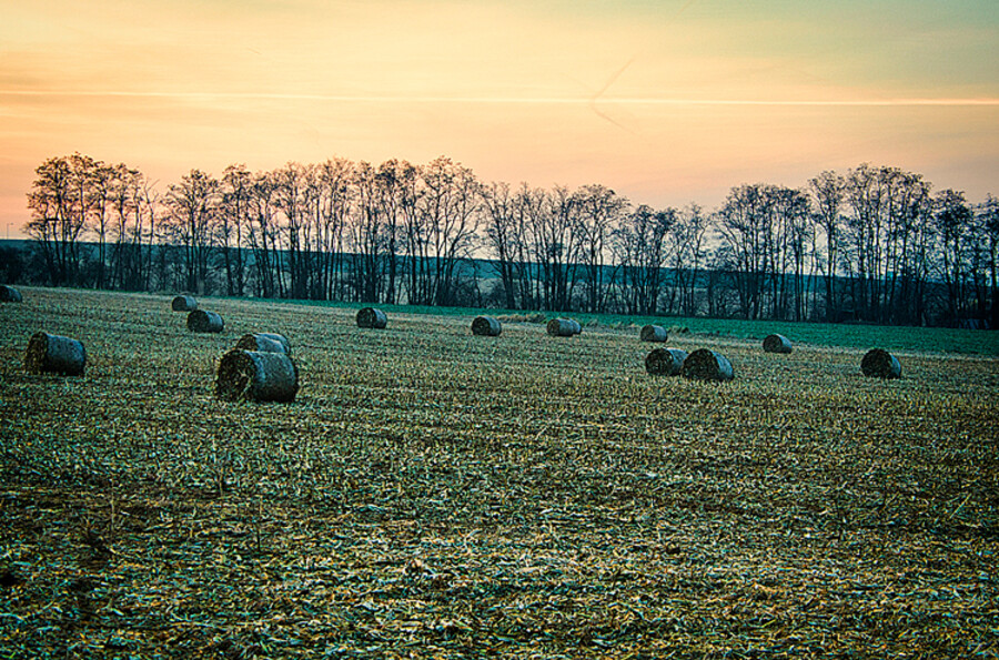 Kuří