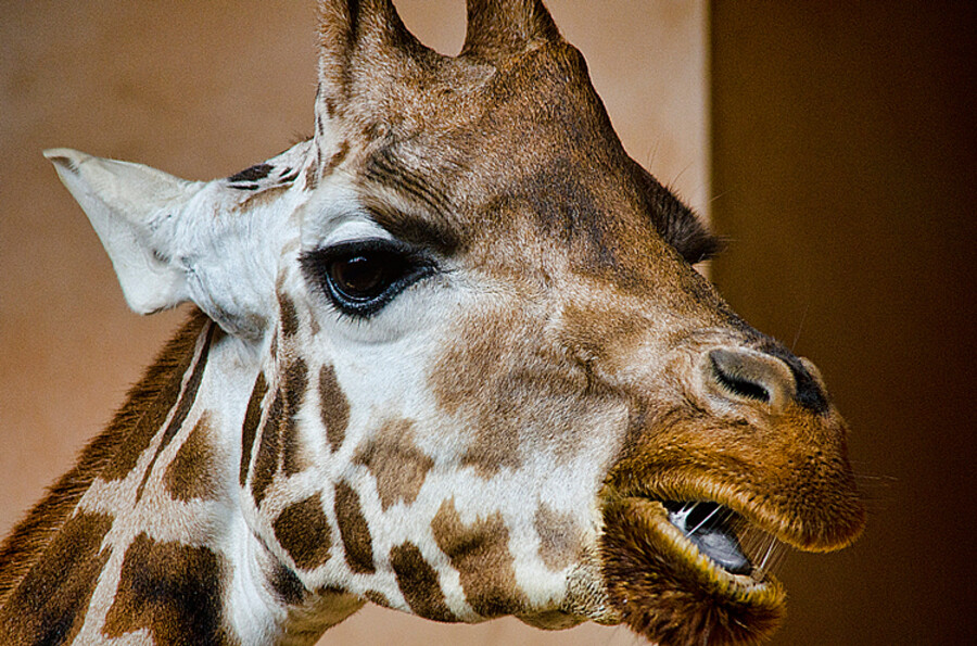 ZOO Praha