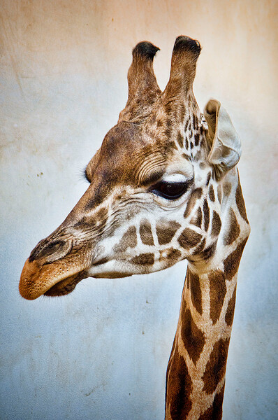 ZOO Praha