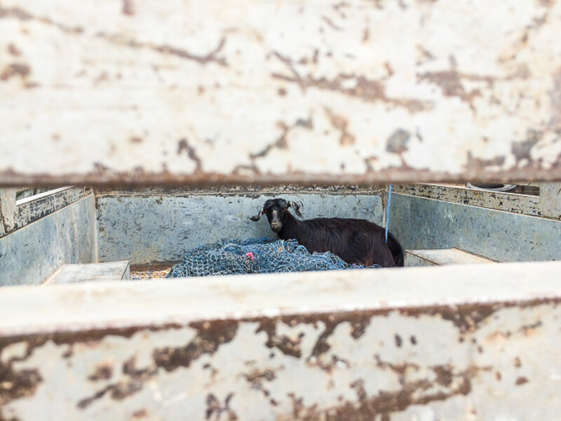 Maroko_2015_18-den_Icht-Fort-Bou-Jarif_65