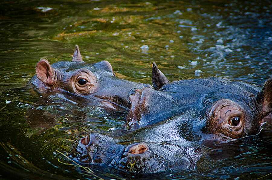 ZOO Praha