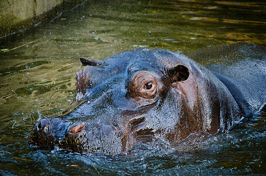 ZOO Praha