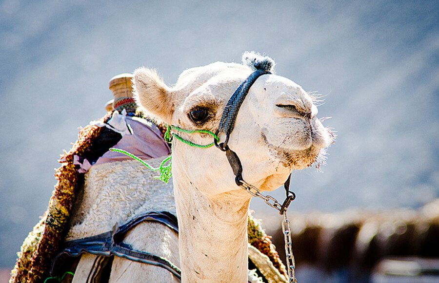 Dahab