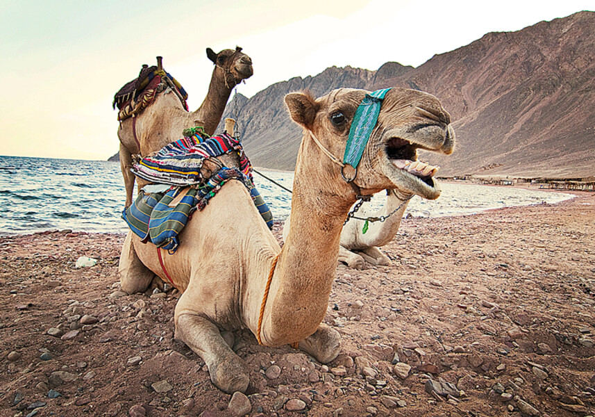 Dahab