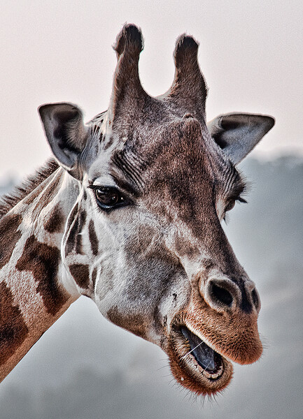ZOO Praha
