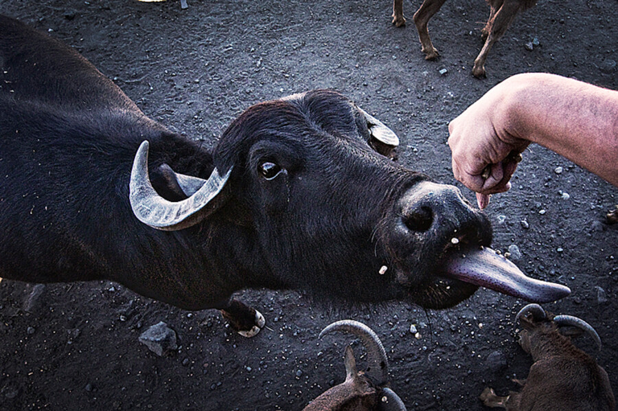 Reino Animal