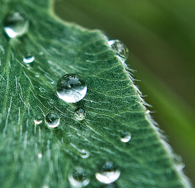 Mořina