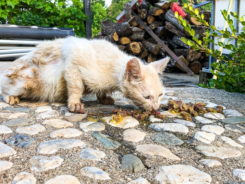 Balkan-2019-07-23-Koplik-Valbona_098